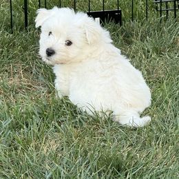 Red - White male West Highland White Terrier puppy in Central Ohio from Winchester West Highlands