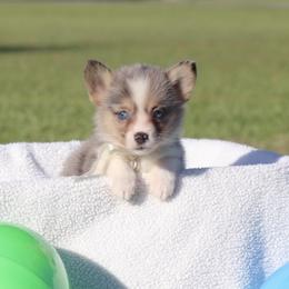 Blue Merle Boy 3 white ribbon - Blue male Pembroke Welsh Corgi puppy in Ville Platte, Louisiana from Flat town corgis