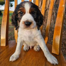 Flint - Black white and tan male English Springer Spaniel puppy in Columbia, North Carolina from Columbia Spaniels