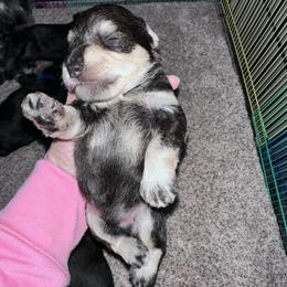 Red collar - Black and silver male Miniature Schnauzer puppy in La Fayette, Georgia from Daniels Mini Schnauzers