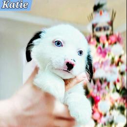 Katie - Blue merle female Miniature Australian Shepherd puppy in Punta Gorda, Florida from Christie's Creekside Aussies