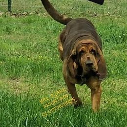 Wyatt - Bloodhound