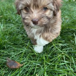 Bella - Chocolate sable female Havanese puppy in Ada, Michigan from ForestHillsHavanese
