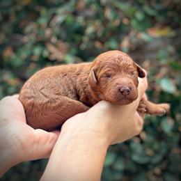 Red Collar Girl - Red  female Poodle puppy in Modesto, California from Dry Creek Poodles