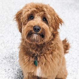 Archie - Goldendoodle