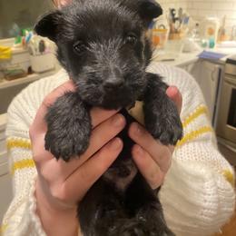 Boy 1 - Black male Scottish Terrier puppy in Fenton, Michigan from Carnes Croft Scotties