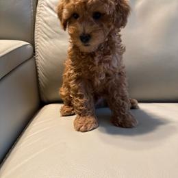Beau - Red  male Poodle puppy in Auburn, Georgia from Southern Poodles