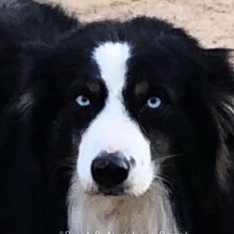 Cowboy - Australian Shepherd