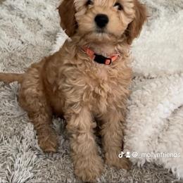 Cavapoo Puppies from Molly n Friends