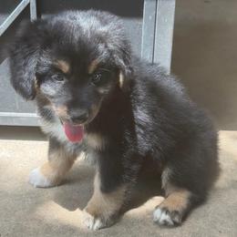 Gunner - Black tri-color male Australian Shepherd puppy in Harrah, Oklahoma from Kamm's Aussies