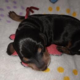Bradi - Black and tan male Dachshund puppy in Middle Granville, New York from Lee Doxies