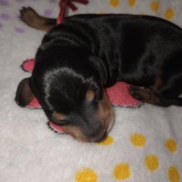 Bradi - Black and tan male Dachshund puppy in Middle Granville, New York from Lee Doxies