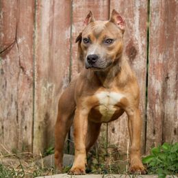 Neutron - Blue fawn American Bully puppy in Kentucky from Cadmium Kennels