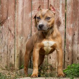 Neutron - Blue fawn American Bully puppy in Kentucky from Cadmium Kennels