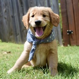 Golden Retriever Puppies from Upstate Revival Retrievers
