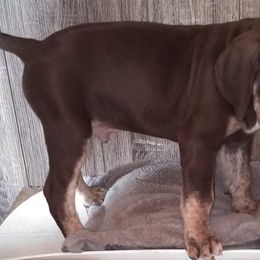 Liver Boy - Catahoula Leopard Dog puppy in Pavillion, Wyoming from TNT Catahoulas