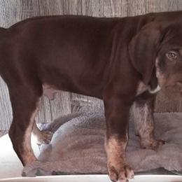 Liver Boy - Catahoula Leopard Dog puppy in Pavillion, Wyoming from TNT Catahoulas