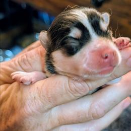 Boy 1 - Black and white male Pomsky puppy in Spring Hill, Florida from www.PuppyTimeEmporium.com