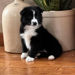 Miniature Australian Shepherd Puppies from Highland Hills Mini Aussies
