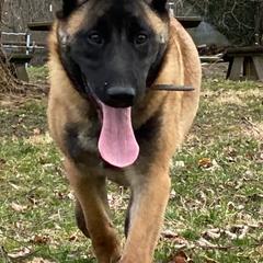 Belgian Malinois from Detto Fatto Malinois