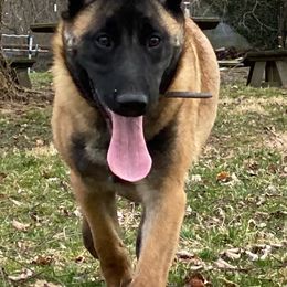 Belgian Malinois from Detto Fatto Malinois
