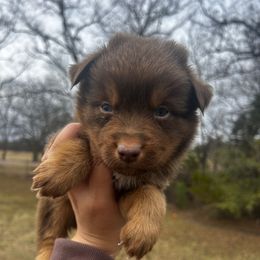 Santa - Red tri male Miniature Australian Shepherd puppy in Ardmore, Oklahoma from Tribal Rose Aussies
