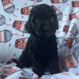 Cockapoo and Poodle Puppies from Kathy Maize