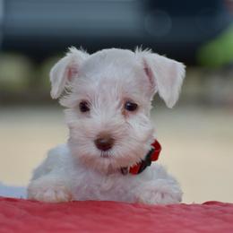 Ariel - White female Miniature Schnauzer puppy in Sumner, Texas from 3M Kennels, LLC