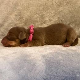 Puppy 2 - Chocolate and tan female Dachshund puppy in Riverside, California from Saddle Up Dachshunds