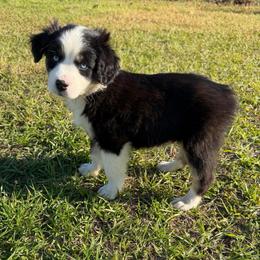 Ridge - Black tri male Miniature Australian Shepherd puppy in Baker, Florida from East to Western Aussies