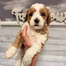 Charming - Red  male Goldendoodle puppy in Bradenton, Florida from Christianna’s Mini Goldendoodles