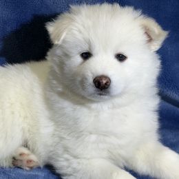 Clover - White male Pomsky puppy in Hudson, New Hampshire from Granite State Pomskies