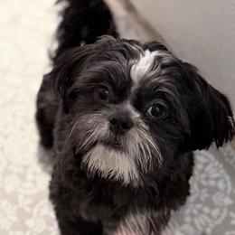 Tux's - Black and white male Shih Tzu puppy in Victorville, California from RUMBLE n TUMBLE