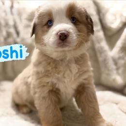 Yoshi - Red merle male Miniature Australian Shepherd puppy in South Central, Pennsylvania from Windy Hills Mini Aussies & Doodles