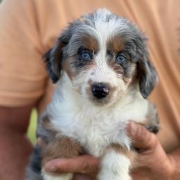 Skittles - Blue merle female Aussiedoodle puppy in Omro, Wisconsin from Crystal Ridge Doodles