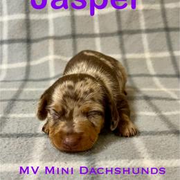 Jasper - Dapple male Dachshund puppy in Carlsbad, Texas from MV Mini Dachshunds