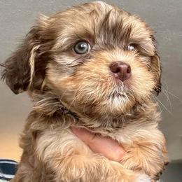 Purple collar girl with green eyes - Red female Havanese puppy in Walpole, Massachusetts from Golden Glen Havanese