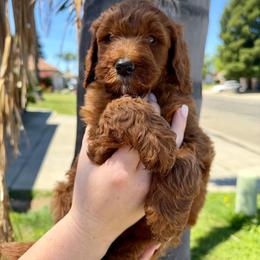 Light Pink Collar - Red female Assorted Doodle Crosses puppy in Marysville, California from Dailey Doodles and Dachshunds