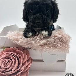 Bernedoodle and Sheepadoodle Puppies from Four Front Doodles LLC.