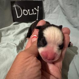 Dolly FLASHY Brindle Girl - Brindle female Boxer puppy in Madras, Oregon from BnT Boxers