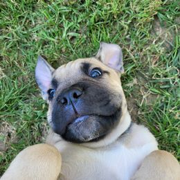 Cane Corso Puppies from RRR Corsos