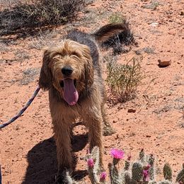 Dandie - Otterhound