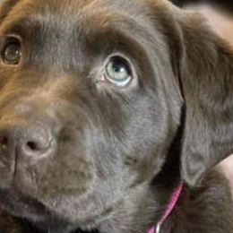 Dilute Retrievers and Labrador Retrievers from Vacationland Labs LLC