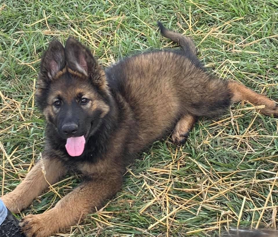 Murphy's Shepherds in Kansas | German Shepherd puppies | Good Dog