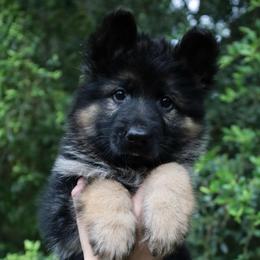 Jinx - Black and red female German Shepherd puppy in Canton, Texas from WILDWOOD GERMAN SHEPHERDS
