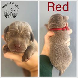 Red - Silver male Dilute Retriever puppy in Ste. Genevieve, Missouri from Megans Labradors
