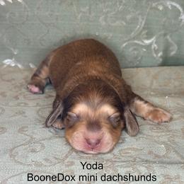Yoda - Cream male Dachshund puppy in Lexington, Oklahoma from BooneDox Miniature Dachshunds