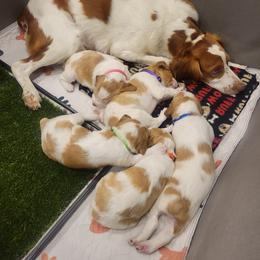 Brittany puppies from Free Range Bird Dogs