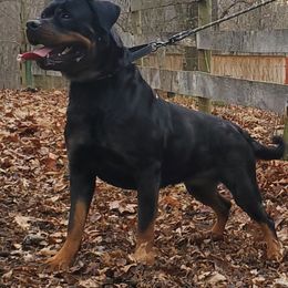 Rottweiler All Grown Up from Morris Rottweilers