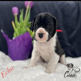 Echo - Mantle female Great Dane puppy in Liberty, New York from Catskills Greatest Danes